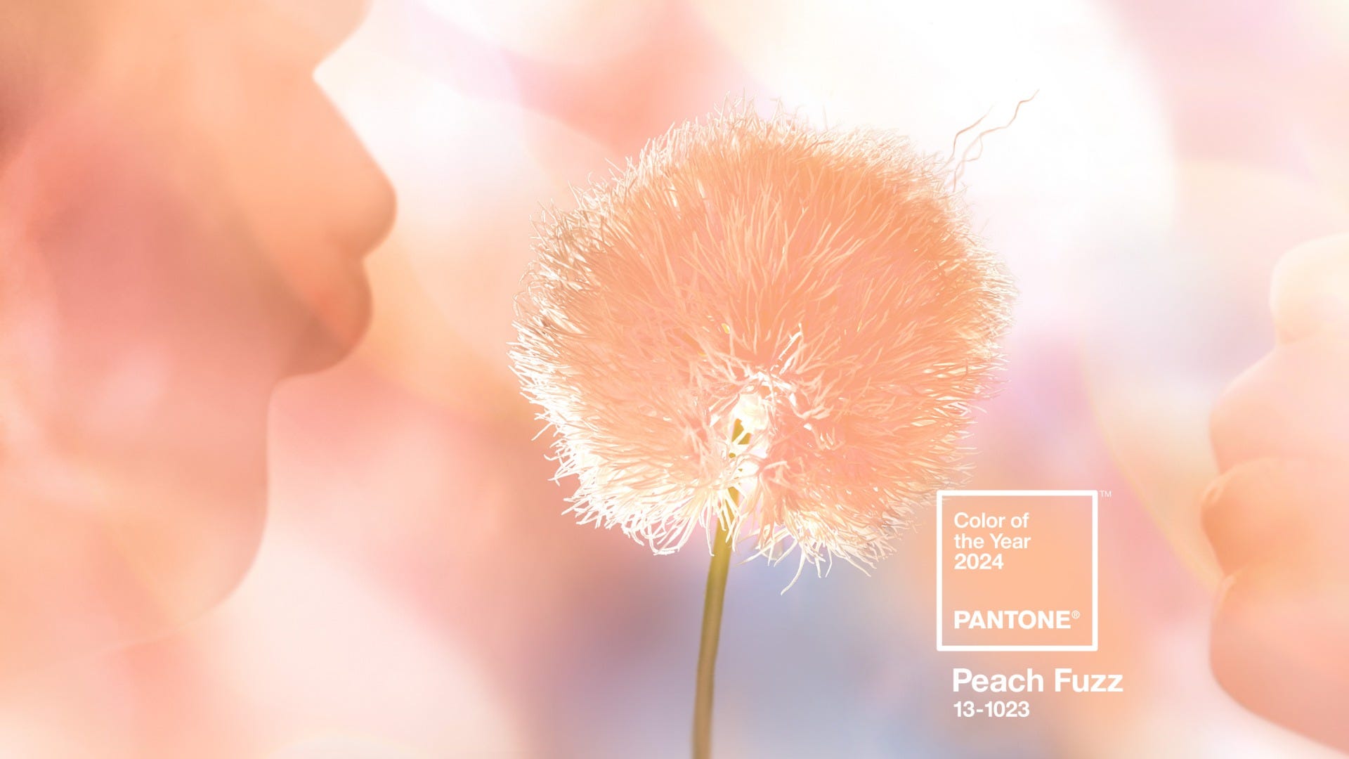 PANTONE® USA, PANTONE® 17-0230 TPX - Find a Pantone Color